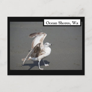 Ocean Shorts, Wa Seagull Wings Carte Postale