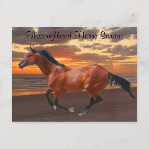 Ocean Thoroughbred Horse Sunrise Postcard Postkarte