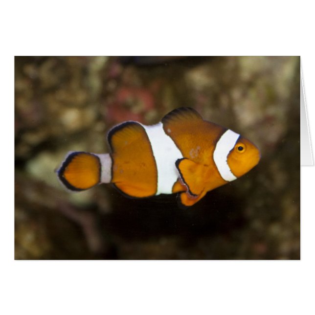 Ocellaris Clownfish (Vorderseite (Horizontal))