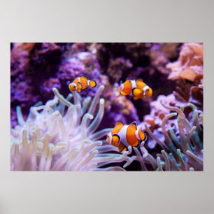 Ocellaris Clownfish Amphiprion Ocellaris Poster