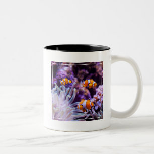 Ocellaris Clownfish   Amphiprion Ocellaris Zweifarbige Tasse