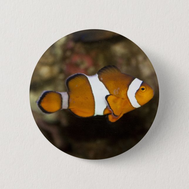 Ocellaris Clownfish Button (Vorderseite)