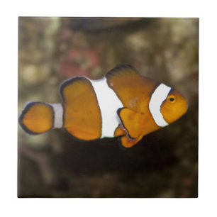 Ocellaris Clownfish Fliese