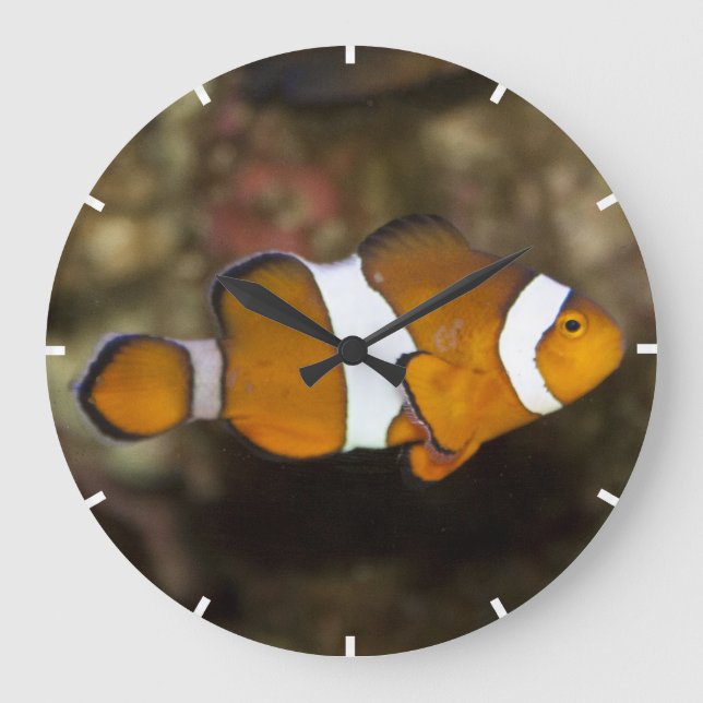 Ocellaris Clownfish Große Wanduhr (Vorderseite)