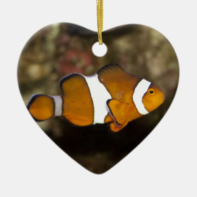 Ocellaris Clownfish Keramikornament (Vorne)