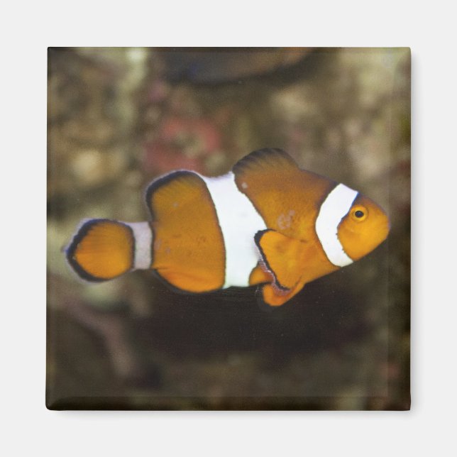 Ocellaris Clownfish Magnet (Vorne)