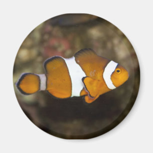 Ocellaris Clownfish Magnet