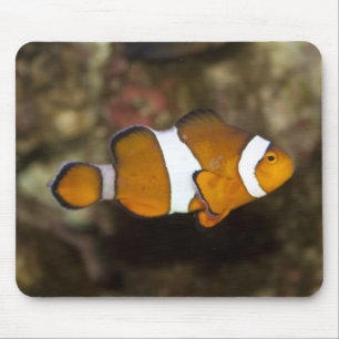 Ocellaris Clownfish Mousepad