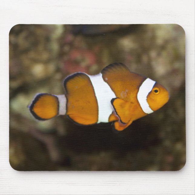 Ocellaris Clownfish Mousepad (Vorne)