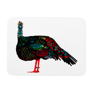 Ocelled Turkey Magnet