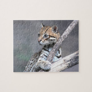 Ocelot