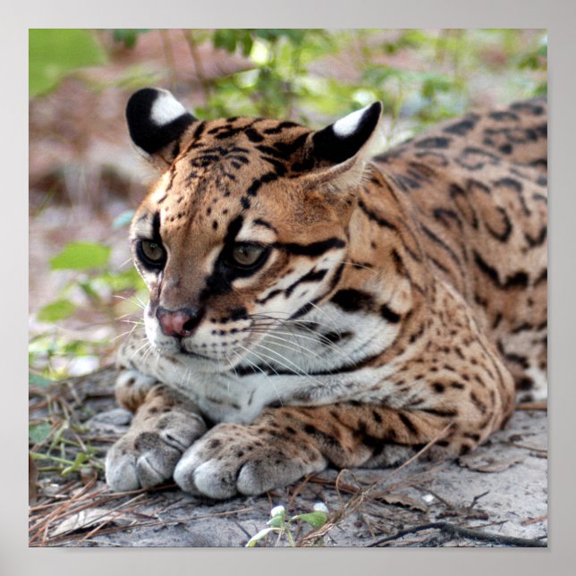 Ocelot 02 9x9 poster (Vorne)