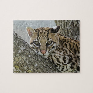 Ocelot, Felis pardalis, gefangen, weiblich ruhen 2