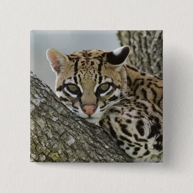 Ocelot, Felis pardalis, gefangen, weiblich ruhen 2 Button (Vorderseite)