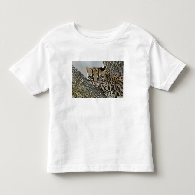 Ocelot, Felis pardalis, gefangen, weiblich ruhen 2 Kleinkind T-shirt (Vorderseite)