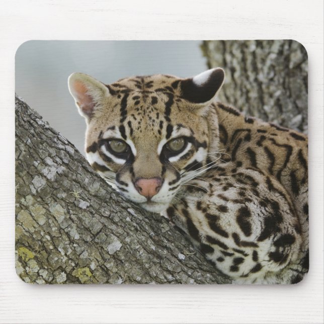 Ocelot, Felis pardalis, gefangen, weiblich ruhen 2 Mousepad (Vorne)