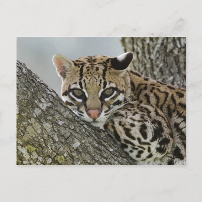 Ocelot, Felis pardalis, gefangen, weiblich ruhen 2 Postkarte (Vorderseite)