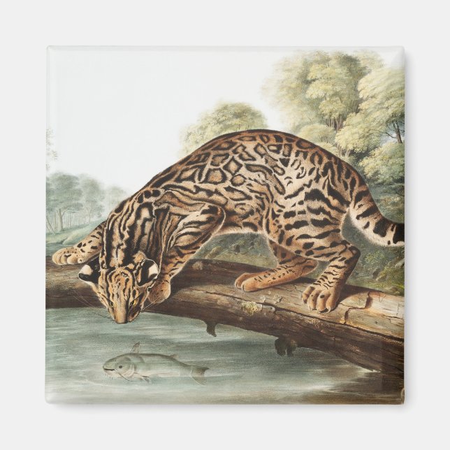 Ocelot, Leopard Cat (Felis pardalis) Illustration Magnet (Vorne)