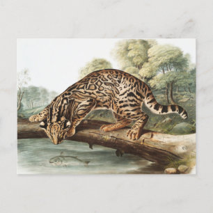 Ocelot, Leopard Cat (Felis pardalis) Illustration Postkarte
