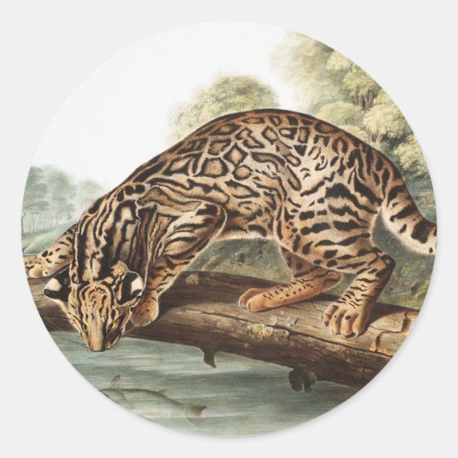 Ocelot, Leopard Cat (Felis pardalis) Illustration Runder Aufkleber (Vorderseite)
