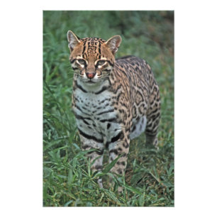 OCELOT Leopardus pardalis) ZENTRALAMERIKA Fotodruck