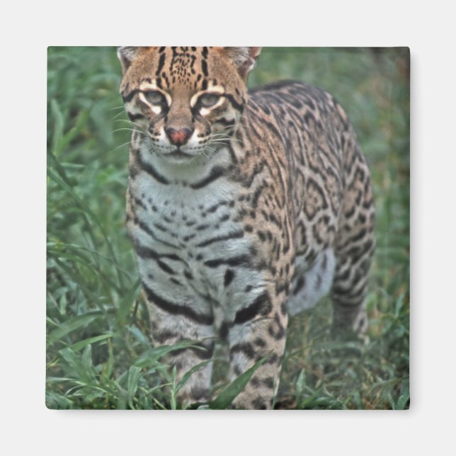 OCELOT Leopardus pardalis) ZENTRALAMERIKA Magnet (Vorne)