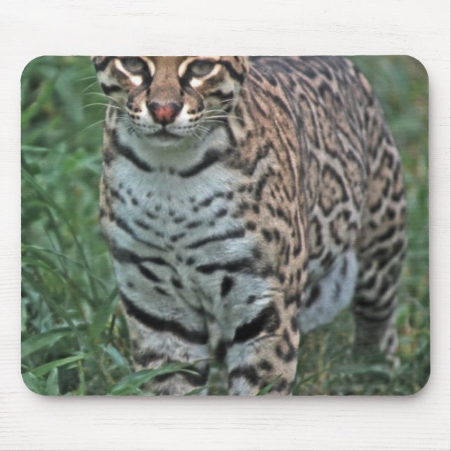 OCELOT Leopardus pardalis) ZENTRALAMERIKA Mousepad (Vorne)