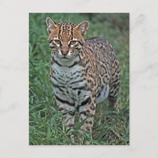 OCELOT Leopardus pardalis) ZENTRALAMERIKA Postkarte (Vorderseite)
