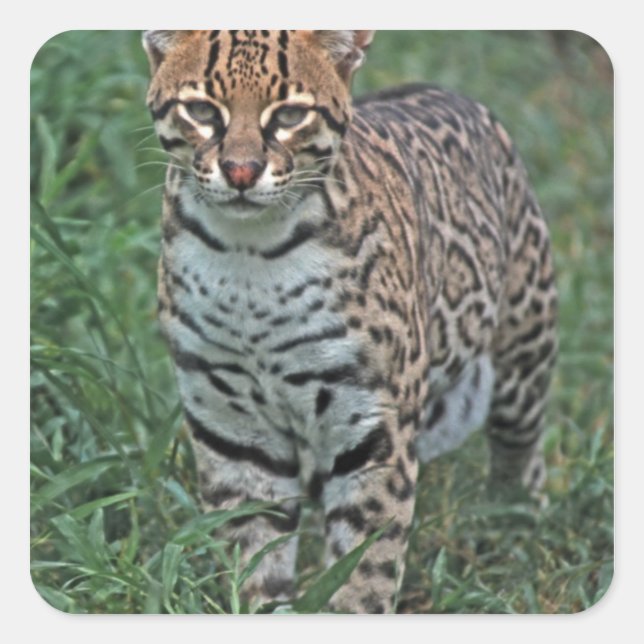OCELOT Leopardus pardalis) ZENTRALAMERIKA Quadratischer Aufkleber (Vorderseite)