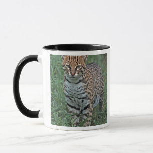 OCELOT Leopardus pardalis) ZENTRALAMERIKA Tasse