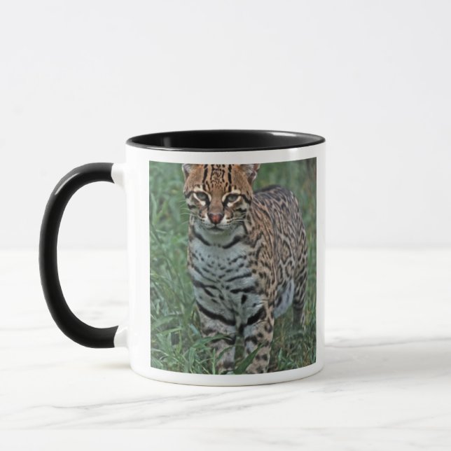 OCELOT Leopardus pardalis) ZENTRALAMERIKA Tasse (Links)
