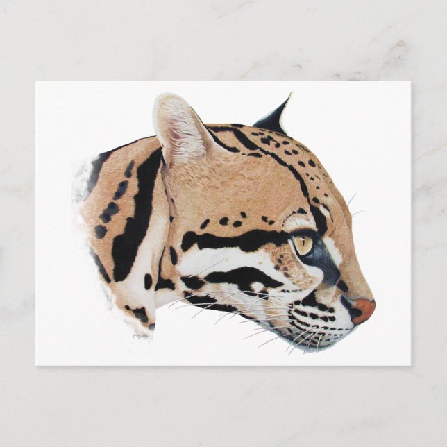 Ocelot Portrait Postkarte (Vorderseite)