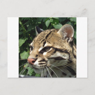 Ocelot Postkarte