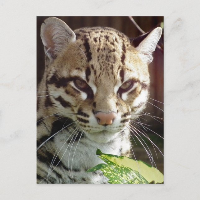 Ocelot Postkarte (Vorderseite)