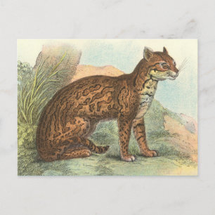 Ocelot Postkarte