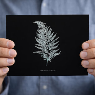 Ochre-Farnwedel, Gymnogramma Ochracea Postkarte