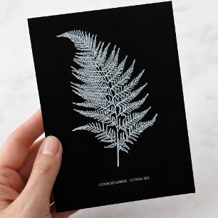 Ochre-Farnwedel, Gymnogramma Ochracea Postkarte
