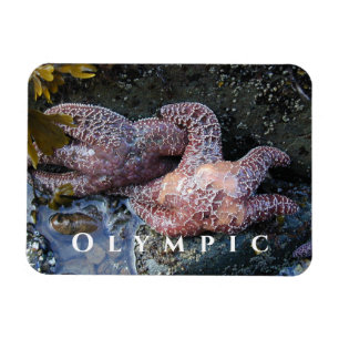 Ochre Sea Star, Tide Pool, Olympischer Nationalpar Magnet