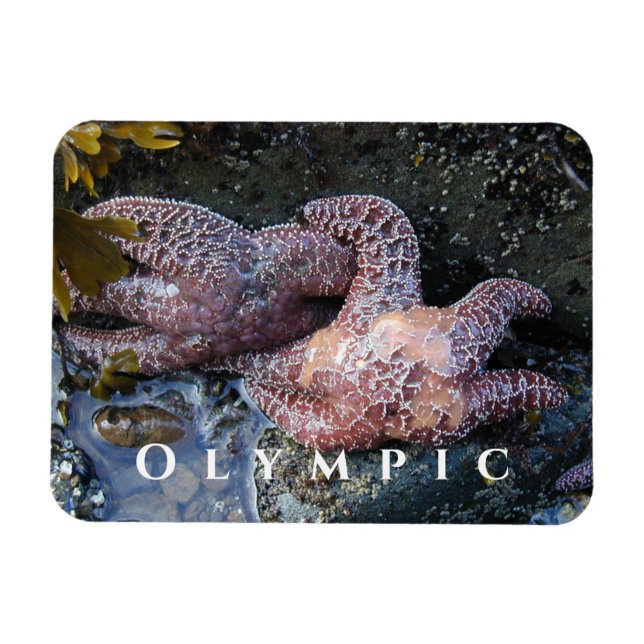 Ochre Sea Star, Tide Pool, Olympischer Nationalpar Magnet (Horizontal)