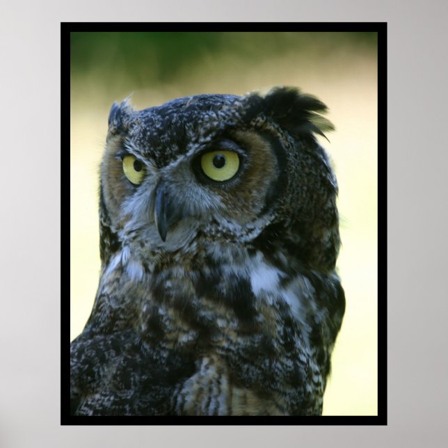 Ochse Poster (Vorne)