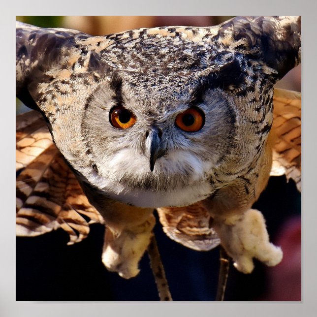 Ochse Poster (Vorne)