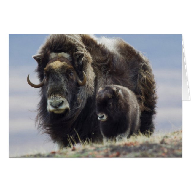 Ochsen mit Kalb (Vorderseite (Horizontal))