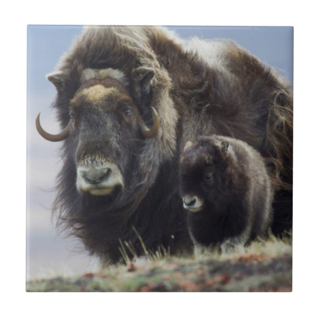 Ochsen mit Kalb Fliese (Vorderseite)