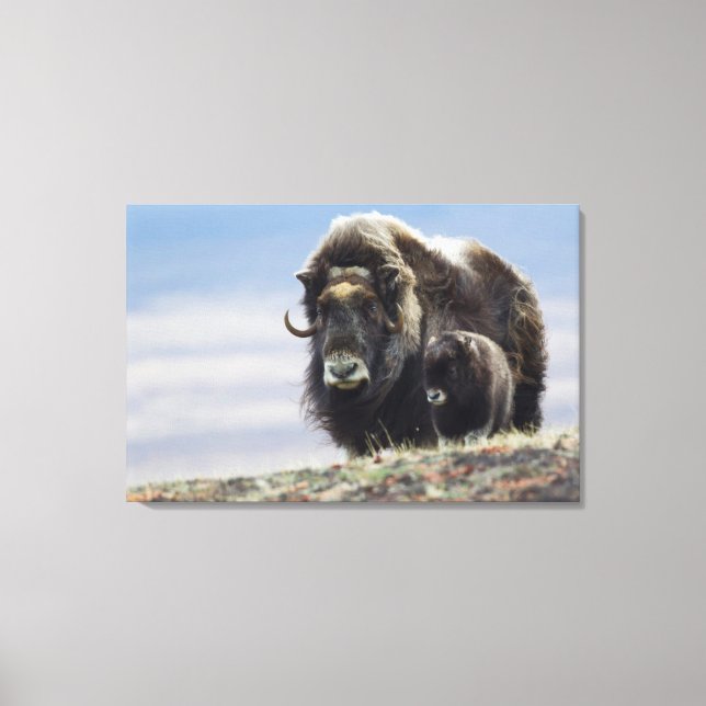 Ochsen mit Kalb Leinwanddruck (Vorderseite)