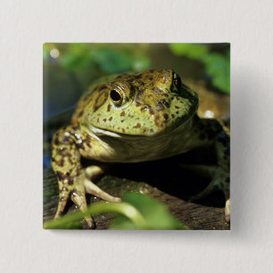 Ochsenfrosch. Button