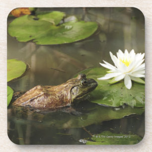 Ochsenfrosch im Lilien-Teich Getränkeuntersetzer