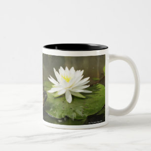 Ochsenfrosch im Lilien-Teich Zweifarbige Tasse