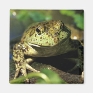 Ochsenfrosch. Magnet