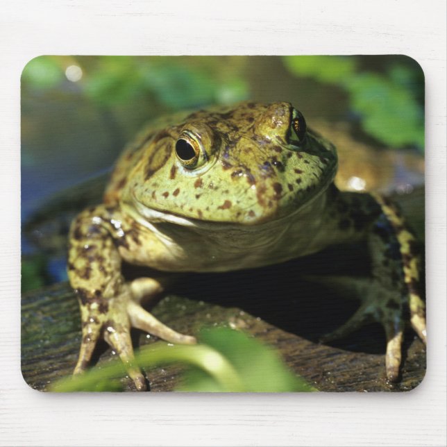 Ochsenfrosch. Mousepad (Vorne)