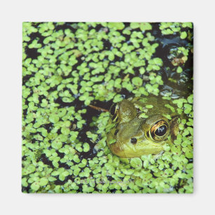 Ochsenfrosch (Pyxicephalus adspersus) in der Magnet